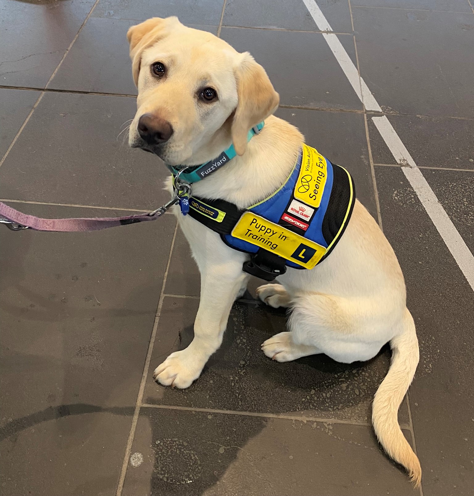 45 Seeing Eye Dogs Pups Need Homes By Christmas Vision Australia 